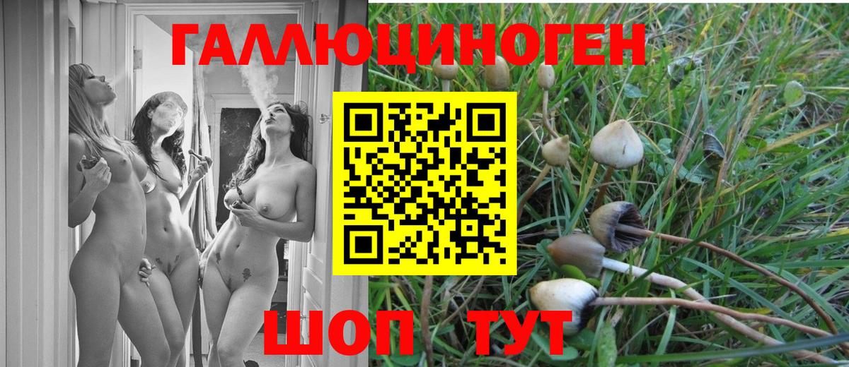 Псилоцибиновые грибы Psilocybe  Вход с VPN  купить  цена  Каменка  Псилоцибиновые грибы MAGIC MUSHROOMS 
